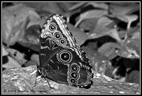 Butterfly Shot 2