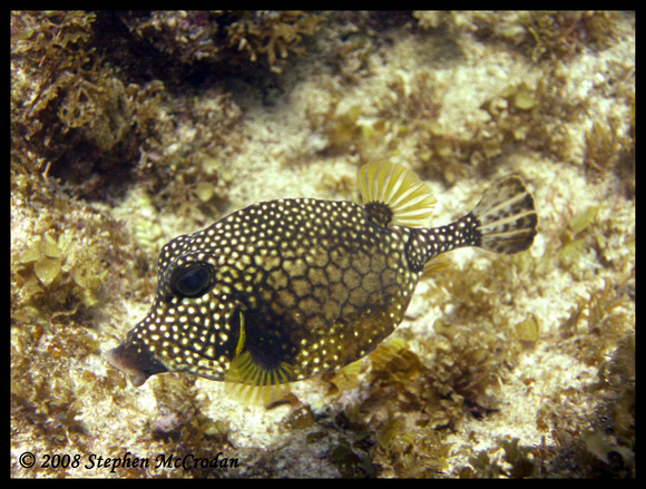 Bonaire Box Fish #1