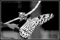 Butterfly Shot 3