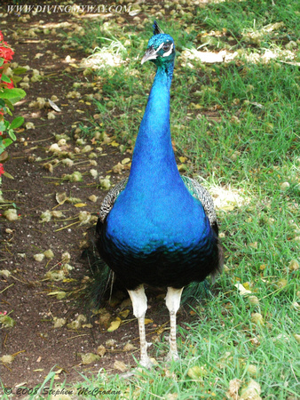 Cuban Peacock